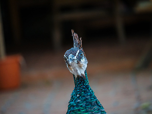 포토 JPG 해외이미지 디자인 유럽 야생동물 조류 왕관 동물원 사람없음 야외 장식 초록색 컬러풀 걷기 활발 도전 춤 우아함 공작 인도인 전시회 심볼 깃털 묘사 질감 꼬리 쇼 보여주기 내추럴 터키석 해외202004 해외포토 외국인 동물 나라 컬러 컨셉 모션 문화예술 동양인 전시 보석 파일형식 이미지허브