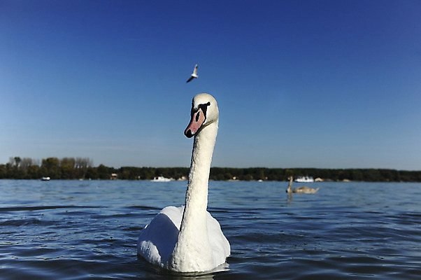 포토 JPG 해외이미지 동물 호수 물결 야생동물 백그라운드 자연 조류 발렌타인데이 사랑 사람없음 야외 물 파란색 빛 강 반사 평화 검은색 침묵 거울 흰색 하트 연못 황무지 우아함 심볼 순수 깃털 부리 백조 장면 목 단아함 해외202004 해외포토 자연요소 모양 감정 컬러 컨셉 데이이벤트 신체부위 소리 생태계 파일형식 이미지허브