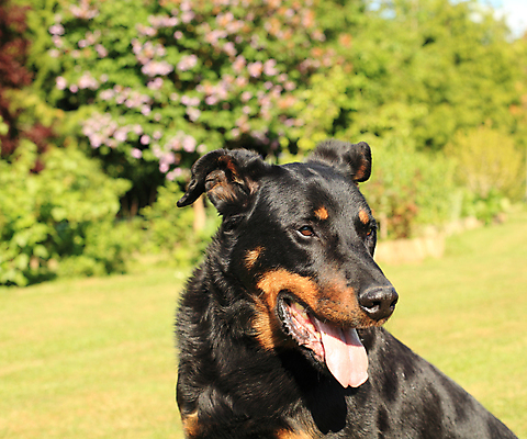 포토 JPG 해외이미지 동물 응시 남자 경비 앉기 사람없음 반려동물 갈색 우주 검은색 관찰 양치기 경찰 개 보호 가득함 정사각형 슛 송곳니 프랑스어 기르기 동반자 복종 유래 해외202004 해외포토 도형 직업 문자 시선 컬러 컨셉 포유류 모션 안전 사람 치아 돌봄 파일형식 이미지허브