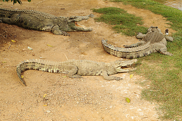 포토 JPG 해외이미지 나무 동물 공원 아시아 호수 얼굴 야생동물 밭 파충류 아프리카 태국 자연 휴식 동물원 양서류 사람없음 초록색 물 여름 강 갈색 머리 연못 신선 오픈 입 거친 닫기 위험 큼 무서움 피부 육식동물 악어 사냥꾼 내추럴 힘찬 해외202004 해외포토 자연요소 식물 직업 계절 공공시설 감정 나라 컬러 컨셉 농업 모션 신체부위 크기 생태계 파일형식 이미지허브