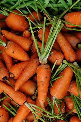 포토 JPG 해외이미지 음식 채소 건강 사람없음 농작물 정원 당근 수확 신선 시장 먹기 유기농 날것 뿌리 내추럴 해외202004 해외포토 웰빙 농업 모션 뿌리채소 파일형식 이미지허브