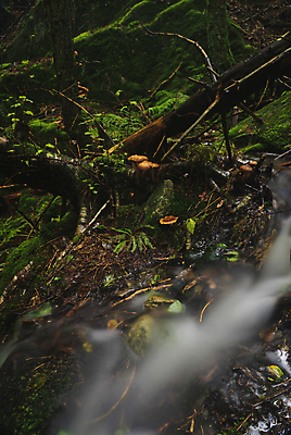 포토 JPG 해외이미지 자연 노르웨이 풍경 사람없음 물 가을 개울 해외202004 해외포토 자연요소 계절 유럽 강 생태계 파일형식 이미지허브