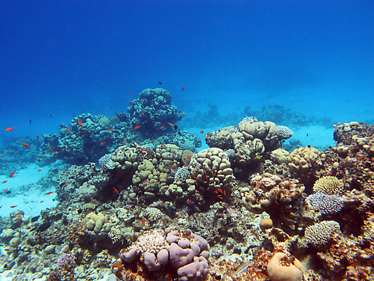 포토 JPG 해외이미지 동물 야생동물 바다 아프리카 자연 이집트 어류 풍경 사람없음 물 여름 파란색 컬러풀 햇빛 바닷속 수중 거품 스노클링 잠수부 생태계 수족관 홍해 깊이 소금물 해외202004 해외포토 자연요소 계절 나라 컬러 태양 수중동물 수상스포츠 전문직 파일형식 이미지허브