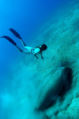 포토 JPG 해외이미지 바다 포유류 한명 소 스노클링 보호 감시 해외202004 해외포토 동물 1 컨셉 사람 수상스포츠 파일형식 이미지허브