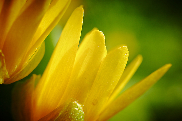 포토 JPG 해외이미지 식물 꽃잎 꽃 줄기 잎 꽃무늬 오렌지 자연 사람없음 장식 초록색 노란색 봄 젖음 성장 벚꽃 개화 선택 해외202004 해외포토 계절 컬러 컨셉 무늬 과일 생태계 파일형식 이미지허브