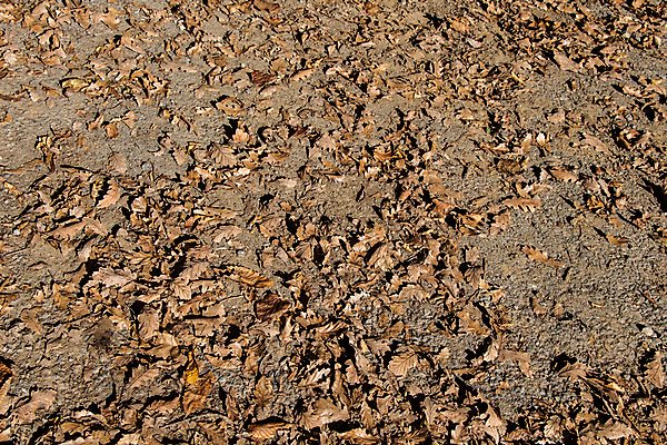 포토 JPG 해외이미지 나무 식물 계절 공원 백그라운드 컨셉 단풍 잎 꽃무늬 패턴 자연 벽지 추상 건조 사람없음 야외 목재 컬러풀 갈색 환경 가을 죽음 숲 11월 묘사 유기농 질감 생물학 자연백그라운드 10월 내추럴 땅바닥 해외202004 해외포토 웰빙 공공시설 교육 꽃 컬러 무늬 재료 바닥 날짜 생태계 파일형식 이미지허브