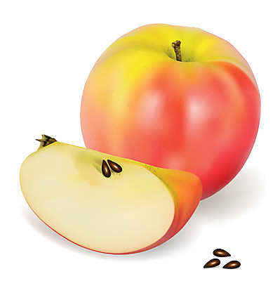 EPS 해외이미지 분홍색 조각 과일 일러스트 재료 디저트 건강 요리 씨앗 빨간색 가을 흰색 시장 달콤 사과 레시피 고립 현실 디테일 해외202004 해외일러스트 식물 계절 음식 컬러 맛 파일형식 벡터 이미지허브