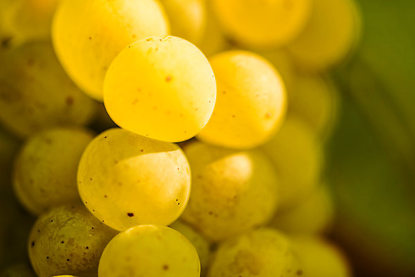 포토 JPG 해외이미지 식물 계절 열매 음식 잎 농업 과일 자연 포도 매달리기 건강 풍경 사람없음 빨간색 초록색 여름 햇빛 태양 와인 보라색 수확 성장 가을 흰색 나뭇가지 시골 신선 오스트리아 달콤 다발 유기농 생태계 포도밭 포도나무 내추럴 숙성 양조장 해외202004 해외포토 자연요소 나무 웰빙 유럽 산업 컬러 밭 모션 주류 맛 과일나무 파일형식 이미지허브