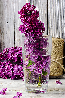 포토 JPG 해외이미지 식물 꽃잎 꽃 꽃다발 꽃무늬 사람없음 꽃병 보라색 봄 벚꽃 나뭇가지 시간 개화 다발 제비꽃 관목 향수 향기 라일락 내추럴 해외202004 해외포토 나무 계절 컬러 무늬 화장품 냄새 파일형식 이미지허브