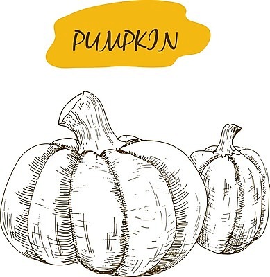 EPS 해외이미지 조각 채소 과일 일러스트 호박 잉크 육류 씨앗 할로윈 수확 가을 신선 낙서 스케치 자르기 피부 그림 에코 판화 채식주의자 비건 해외202004 해외일러스트 식물 계절 농업 식재료 모션 미술 신체부위 환경 채식 파일형식 벡터 이미지허브