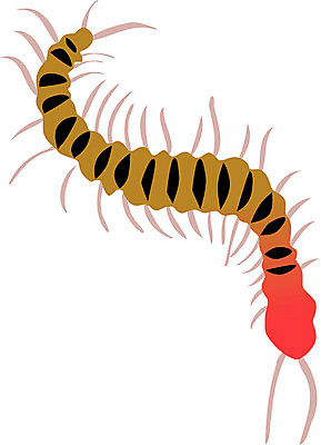 EPS 해외이미지 동물 캐릭터 디자인 실루엣 곤충 일러스트 자연 동물원 여름 만화 허브 그림 생물학 고립 해외202004 해외일러스트 일러캐릭터 식물 계절 교육 촬영기법 생태계 파일형식 벡터 이미지허브