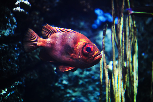 포토 JPG 해외이미지 사람없음 수중 수족관 해외202004 해외포토 파일형식 이미지허브