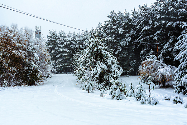 포토 JPG 해외이미지 나무 계절 공원 도로 길 크리스마스 겨울 밭 자연 하늘 날씨 풍경 사람없음 야외 파란색 빛 냉동 얼음 추위 흰색 숲 서리 장면 눈내림 해외202004 해외포토 자연요소 식물 공공시설 기념일 컬러 농업 교통시설 눈_날씨 생태계 파일형식 이미지허브