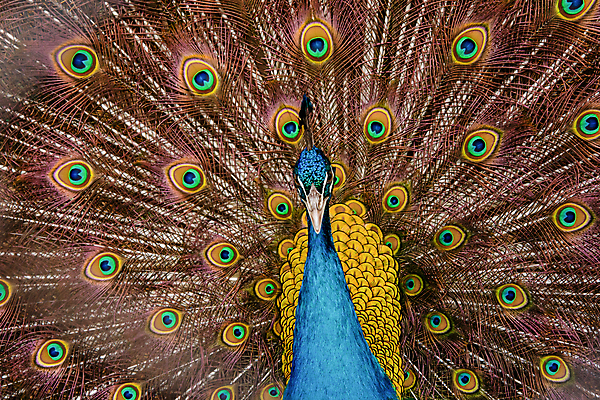 포토 JPG 해외이미지 동물 남자 야생동물 백그라운드 패턴 자연 조류 사람없음 장식 초록색 파란색 컬러풀 머리 활발 펼침 의식 우아함 공작 깃털 묘사 즐거움 질감 꼬리 부리 번짐 보여주기 동물상 터키석 해외202004 해외포토 감정 컬러 컨셉 무늬 모션 사람 신체부위 조형물 보석 생태계 파일형식 효과 이미지허브