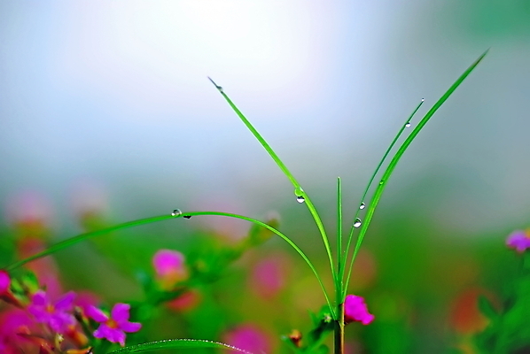 포토 JPG 해외이미지 꽃 아침 사람없음 빨간색 컬러풀 물방울 이슬 해외202004 해외포토 주간 식물 컬러 파일형식 이미지허브