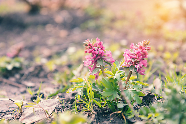 포토 JPG 해외이미지 식물 계절 꽃잎 꽃 유럽 백그라운드 잎 자연 친절 사람없음 야외 초록색 파란색 빛 햇빛 우주 정원 맑음 봄 성장 덮개 벚꽃 숲 제비꽃 속도 보케 내추럴 블루벨 해외202004 해외포토 나라 컬러 날씨 태양 뚜껑 생태계 파일형식 이미지허브