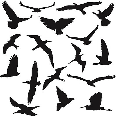 EPS 해외이미지 나무 동물 실루엣 선 날개 일러스트 발 자연 조류 주택 흑백 앉기 야외 목재 나뭇가지 둥지 숲 수집 비둘기 꼬리 부리 윤곽 참새 부엉이 철사 새장 제비 내추럴 벌새 해외202004 해외일러스트 식물 재료 모션 촬영기법 건물 신체부위 생태계 케이지 파일형식 벡터 이미지허브