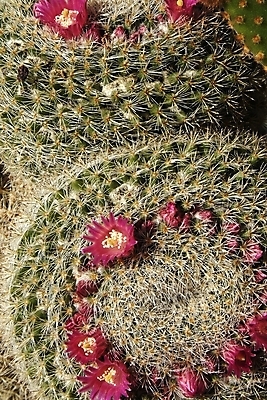 포토 JPG 해외이미지 식물 공원 꽃잎 꽃 백그라운드 잎 꽃무늬 패턴 오렌지 자연 선인장 건조 사람없음 장식 빨간색 초록색 태양 노란색 정원 봄 사막 성장 벚꽃 흰색 신선 개화 가시 닫기 냄비 작음 척추 묘사 날카로움 내추럴 고립 해외202004 해외포토 자연요소 계절 공공시설 컬러 무늬 과일 모션 뼈 솥 크기 생태계 파일형식 이미지허브