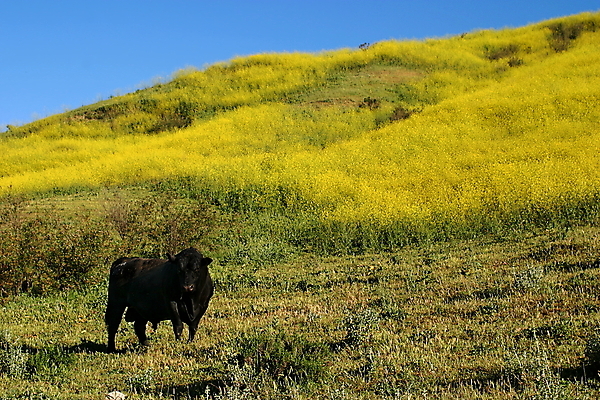 포토 JPG 해외이미지 식물 동물 꽃 음식 밭 농업 포유류 자연 하늘 풍경 사람없음 야외 초록색 파란색 농작물 컬러풀 농장 갈색 노란색 평화 환경 맑음 봄 소고기 시골 소 황금 고독 머스터드 유기농 황소 캘리포니아 내추럴 밭일 혼자 해외202004 해외포토 웰빙 계절 감정 산업 컬러 컨셉 날씨 육류 미국 소스_음식 생태계 파일형식 이미지허브