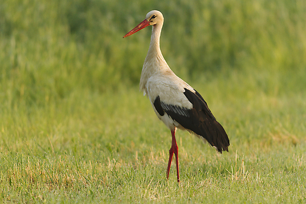 포토 JPG 해외이미지 동물 1 공원 야생동물 어린이 음식 백그라운드 이동 가족 자연 조류 하늘 주택 종류 사람없음 빨간색 세로 초록색 파란색 검은색 봄 펼침 흰색 아기 오픈 둥지 큼 순수 깃털 부리 슛 목 고립 돌봄 황새 해외202004 해외포토 계절 공공시설 컬러 컨셉 관계 모션 사람 건물 신체부위 크기 생태계 파일형식 이미지허브