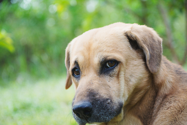포토 JPG 해외이미지 동물 응시 행복 얼굴 백그라운드 자연 앉기 사람없음 야외 초록색 여름 반려동물 갈색 노란색 머리 봄 미니어처 가을 황금 양치기 닫기 개 작음 수줍음 호기심 사냥개 귀 잭 송곳니 고립 기르기 바보 유래 해외202004 해외포토 직업 시선 계절 감정 컬러 컨셉 포유류 모션 신체부위 모형 치아 크기 생태계 돌봄 파일형식 이미지허브