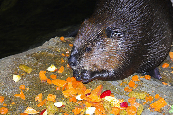 포토 JPG 해외이미지 동물 얼굴 음식 빵 딸기 생물 털 사람없음 물 크래커 식사 저녁식사 어둠 당근 샐러드 황무지 치아 아침식사 사과 야간 먹이 먹기 잔치 서빙 망고 점심식사 발톱 비버 수유 집게발 해외202004 해외포토 자연요소 과일 모션 발 뿌리채소 신체부위 쿠키 소화기관 열대과일 파일형식 이미지허브