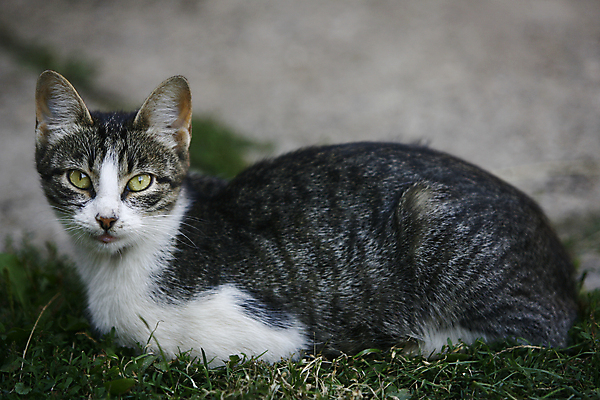 포토 JPG 해외이미지 동물 1 응시 포즈 백그라운드 오렌지 장난 포유류 휴식 수염 털 사람없음 반려동물 갈색 고양이 줄무늬 흰색 황금 닫기 작음 자르기 가득함 꼬리 육식동물 얼룩무늬 솜털 거짓말 고립 스트라이크 차단 해외202004 해외포토 시선 컬러 컨셉 무늬 과일 모션 크기 파일형식 이미지허브