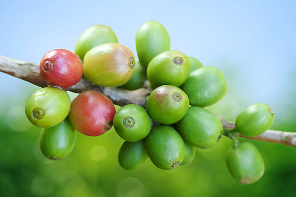 포토 JPG 해외이미지 나무 식물 아시아 커피 음료 음식 섬 잎 태국 자연 하늘 산 콩 따뜻함 사람없음 빨간색 초록색 파란색 농작물 농장 힘 에너지 수확 나뭇가지 뜨거움 그늘 굽기 포도나무 생태학 카페인 해외202004 해외포토 교육 나라 컬러 농업 곡류 과일나무 구이 생태계 파일형식 이미지허브