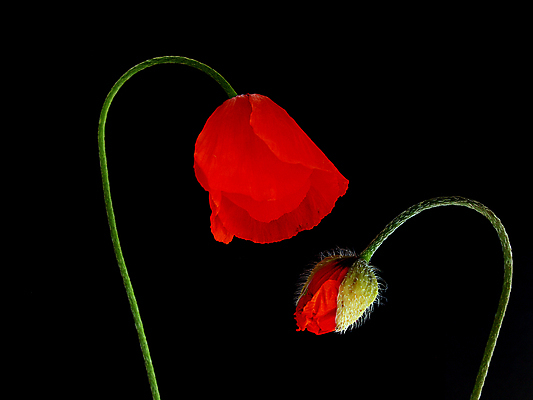 포토 JPG 해외이미지 식물 꽃 여행 휴가 발렌타인데이 사랑 사람없음 빨간색 초록색 태양 새싹 봄 우정 양귀비 일요일 해외202004 해외포토 자연요소 계절 감정 컬러 데이이벤트 친구 요일 파일형식 이미지허브