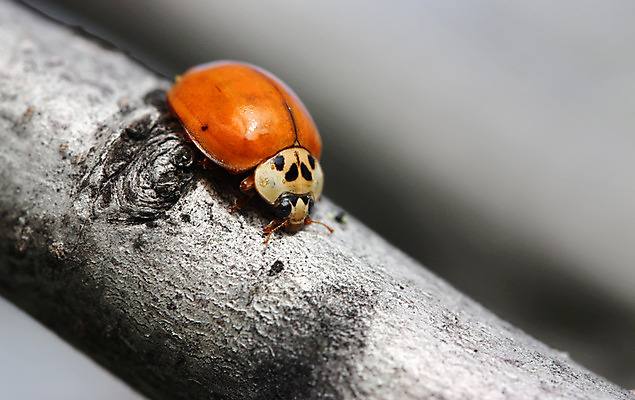 포토 JPG 해외이미지 나무 식물 디자인 계절 야생동물 곤충 백그라운드 컨셉 잎 오렌지 자연 사람없음 빨간색 초록색 여름 컬러풀 환경 정원 봄 회색 나뭇가지 신선 점 칼날 닫기 벌레 작음 딱정벌레 묘사 생물학 무당벌레 나무껍질 내추럴 해외202004 해외포토 동물 교육 컬러 과일 모션 껍질 크기 생태계 파일형식 이미지허브