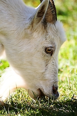 포토 JPG 해외이미지 동물 얼굴 백그라운드 밭 농업 포유류 자연 염소 털 뿔 사람없음 야외 옆모습 초록색 여름 반려동물 농장 머리 가축 흰색 시골 모피 먹기 목 양자리 방목장 해외202004 해외포토 계절 산업 뷰포인트 컬러 모션 신체부위 별자리 생태계 파일형식 이미지허브
