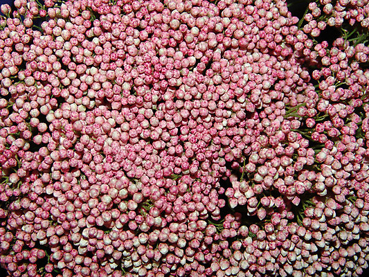 포토 JPG 해외이미지 식물 열매 꽃잎 꽃 꽃다발 백그라운드 꽃무늬 패턴 자연 벽지 선물 사람없음 장식 초록색 컬러풀 정원 축제 침묵 놀람 봄 벚꽃 하트 축하 신선 개화 의식 배열 심볼 순수 질감 기회 열정 내추럴 정물화 해외202004 해외포토 모양 계절 감정 컬러 컨셉 무늬 표정 소리 그림 생태계 파일형식 이미지허브