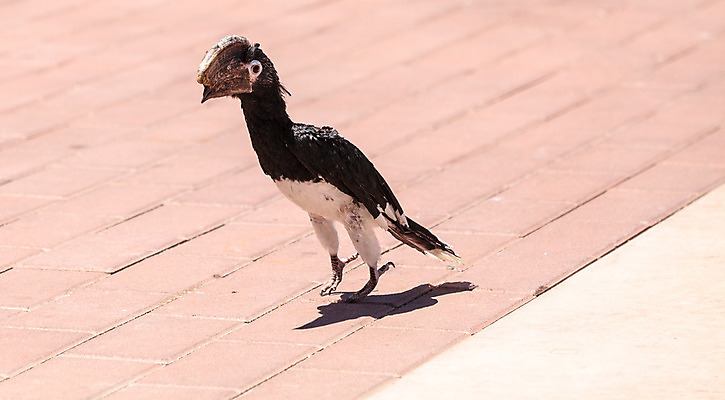포토 JPG 해외이미지 아프리카 조류 사람없음 깃털 부리 계산서 해외202004 해외포토 동물 나라 파일형식 이미지허브
