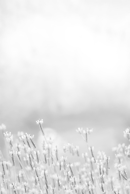 포토 JPG 해외이미지 식물 꽃잎 꽃 꽃다발 결혼 백그라운드 꽃무늬 패턴 자연 사람없음 장식 검은색 봄 벚꽃 흰색 개화 플랫 질감 해외202004 해외포토 계절 컬러 무늬 이벤트 생태계 파일형식 이미지허브