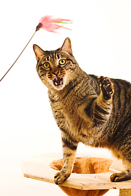 포토 JPG 해외이미지 동물 응시 행복 포즈 장난 포유류 수염 주택 털 실내 사랑 사람없음 반려동물 머리 고양이 줄무늬 회색 흰색 표현 잡기 입 모피 깃털 호기심 코 꼬리 귀 부드러움 얼룩무늬 솜털 리빙 양발 해외202004 해외포토 시선 감정 컬러 컨셉 무늬 모션 내부 건물 신체부위 감각 파일형식 이미지허브