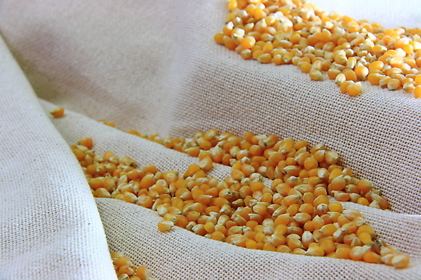 포토 JPG 해외이미지 음식 백그라운드 농업 채소 건강 옥수수 사람없음 농장 신선 낟알 유기농 알맹이 날것 해외202004 해외포토 웰빙 산업 곡류 파일형식 이미지허브