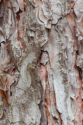 포토 JPG 해외이미지 나무 사람없음 소나무 거친 숲 나무껍질 해외202004 해외포토 식물 껍질 파일형식 이미지허브