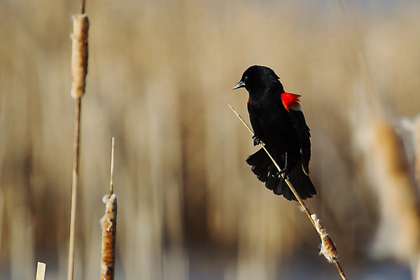 포토 JPG 해외이미지 나무 동물 남자 백그라운드 북아메리카 조류 사람없음 빨간색 물 파란색 갈색 노란색 검은색 미국 외침 회색 흰색 습지 부리 남쪽 해외202004 해외포토 자연요소 식물 컬러 아메리카 사람 소리 방향 파일형식 이미지허브