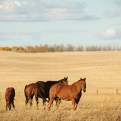 포토 JPG 해외이미지 동물 남자 밭 포유류 자연 하늘 사람없음 야외 초록색 파란색 빛 달리기 태양 농장 갈색 머리 점프 힘 일몰 목장 회색 자유 흰색 군중 속도 먼지 갈기 땅바닥 무료 해외202004 해외포토 자연요소 컬러 컨셉 농업 모션 바닥 사람 신체부위 노을 생태계 파일형식 이미지허브
