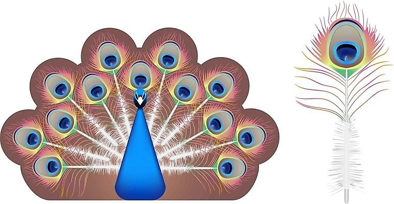 EPS 해외이미지 동물 남자 야생동물 일러스트 자연 조류 동물원 파란색 컬러풀 부채 공작 깃털 꼬리 부리 해외202004 해외일러스트 컬러 사람 생태계 파일형식 벡터 이미지허브