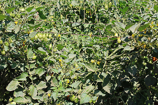 포토 JPG 해외이미지 식물 음식 잎 농업 다이어트 토마토 채소 과일 재료 자연 건강 사람없음 빨간색 초록색 여름 농작물 태양 농장 정원 맑음 샐러드 성장 나뭇가지 신선 체리 달콤 맛 작음 다발 먹기 유기농 원예 날것 포도나무 국산 내추럴 밭일 숙성 온실 채식주의자 세련 해외202004 해외포토 자연요소 나무 웰빙 계절 산업 컬러 컨셉 모션 날씨 취미 크기 과일나무 생태계 채식 파일형식 이미지허브