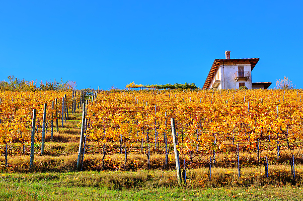 포토 JPG 해외이미지 계절 유럽 여행 단풍 농업 자연 하늘 휴가 주택 풍경 경사 사람없음 야외 파란색 농작물 농경지 여행객 와인 이탈리아 수확 가을 시골 지중해 언덕 그림 포도밭 장면 포도나무 산기슭 내추럴 밭일 피에몬테 해외202004 해외포토 나라 산업 바다 컬러 잎 밭 산 주류 사람 건물 농장 과일나무 생태계 파일형식 이미지허브
