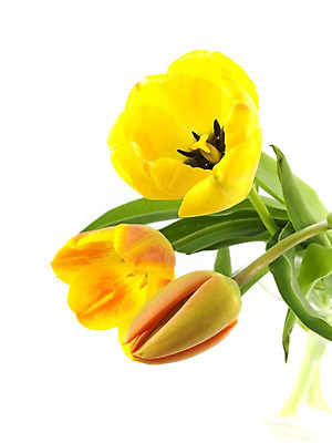 포토 JPG 해외이미지 꽃 꽃다발 자연 발렌타인데이 사람없음 컬러풀 꽃병 봄 튤립 벚꽃 흰색 신선 다발 오브젝트 고립 해외202004 해외포토 식물 계절 컬러 데이이벤트 생태계 파일형식 이미지허브