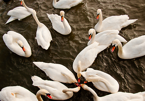 포토 JPG 해외이미지 동물 호수 자연 조류 사람없음 물 흰색 백조 물새 해외202004 해외포토 자연요소 컬러 생태계 파일형식 이미지허브