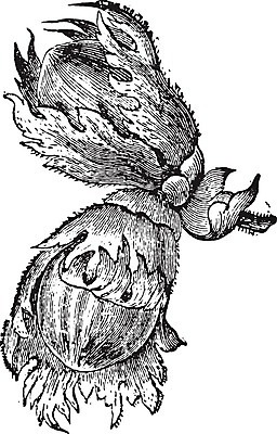 EPS 해외이미지 식물 일러스트 자연 미술 씨앗 검은색 견과류 수확 골동품 흰색 나뭇가지 역사 그림 알맹이 섬유 판화 내추럴 개암나무 옛날 개암 해외202004 해외일러스트 나무 열매 컬러 농업 문화예술 직물 생태계 파일형식 벡터 이미지허브