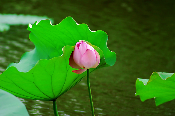 포토 JPG 해외이미지 연꽃 사람없음 눈송이 감사 해외202004 해외포토 꽃 감정 눈_날씨 파일형식 이미지허브