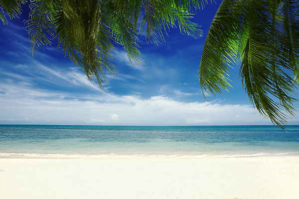 포토 JPG 해외이미지 식물 모래 바다 섬 여행 하늘색 잎 태국 자연 하늘 휴가 휴식 손바닥 사람없음 태양 수영 침묵 기쁨 만 휴게실 선탠 크루즈 휴양지 몰디브 파라다이스 해외202004 해외포토 자연요소 손 감정 아시아 컨셉 배_교통 파란색 소리 장소 수상스포츠 생태계 파일형식 이미지허브