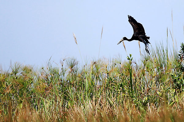 포토 JPG 해외이미지 동물 호수 야생동물 여행 아프리카 조류 종류 동양인 사람없음 검은색 오픈 행운 보호 습지 사파리 지역 멀리 서식지 내추럴 개발 우간다 황새 해외202004 해외포토 나라 컬러 컨셉 인종 파일형식 이미지허브
