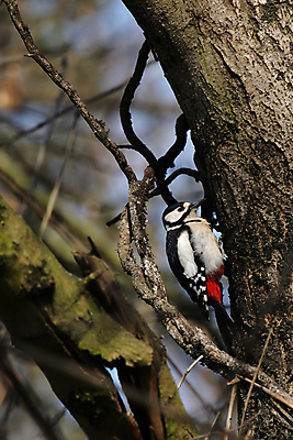 포토 JPG 해외이미지 나무 동물 야생동물 자연 조류 앉기 사람없음 빨간색 검은색 흰색 해외202004 해외포토 식물 컬러 모션 생태계 파일형식 이미지허브