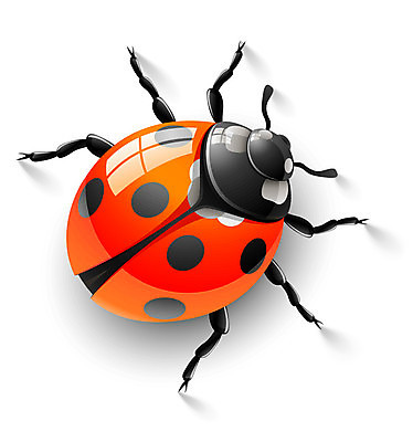 EPS 해외이미지 동물 1 곤충 백그라운드 일러스트 빨간색 검은색 흰색 벌레 작음 딱정벌레 싱글 그림 무당벌레 고립 동물상 해외202004 해외일러스트 컬러 조형물 크기 파일형식 벡터 이미지허브